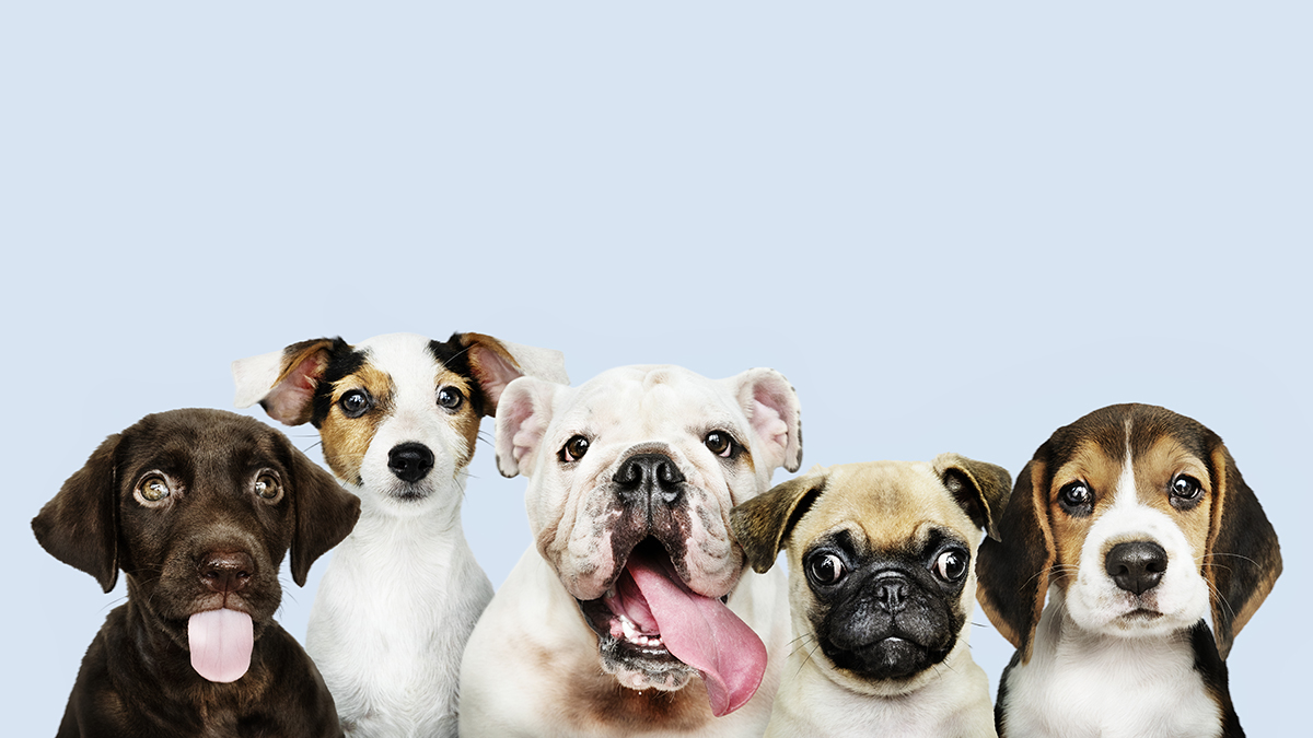 Giornata mondiale del cane: i migliori accessori per gli amici a quattro  zampe
