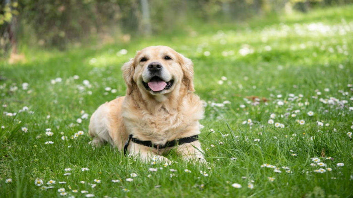 Furbo, la videocamera per interagire con il tuo cane - Quattro Zampe