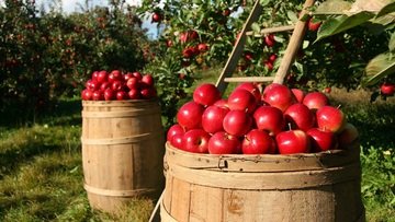 Bonus agricoltura a fondo perduto fino a 480.000 euro, ecco beneficiari e lavori