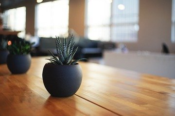 Le piante da appartamento che richiedono poca luce e acqua