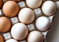 È sicuro mangiare uova con l'allarme aviaria in UE?