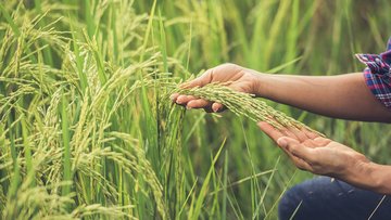 Bonus agricoltura, con la proroga PAC scadenza più lunga