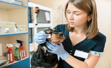 Detrazione spese veterinarie 2025, quando spettano sul cibo?