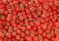 Questi pomodori sono i più ricchi di pesticidi che possiamo trovare al supermercato. Ecco da dove vengono