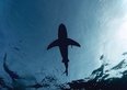 Fate il bagno solo in gruppo. Rischio squali in questo Paese amato dai turisti italiani