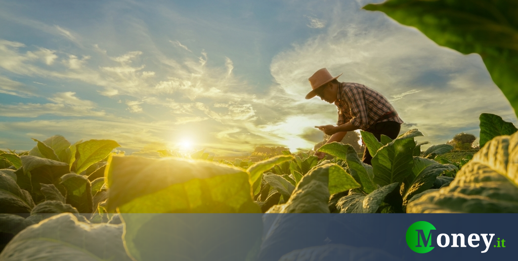 Concimi E Antiparassitari Fai Da Te Al 100 Naturali