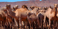 Incendi Australia: 10.000 cammelli uccisi per risparmiare acqua