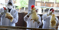 Non solo coronavirus: in Cina torna l'influenza aviaria