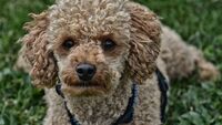 Covid, primo cane positivo in Italia: come è avvenuto il contagio