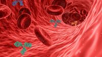 Covid, gli anticorpi dei guariti durano almeno 8 mesi: il nuovo studio