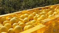 Perché il prezzo dei limoni è raddoppiato?