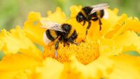 Giornata mondiale delle api, il settore vale 2 miliardi di euro in Italia
