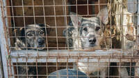 Costretti a consegnare i cani domestici ai ristoranti: orrore in Corea del Nord