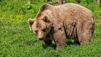 Andalo, orso aggredisce un carabiniere, potrebbe essere M57: catturato l'animale