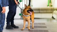 Cani anti-COVID negli aeroporti, al via la sperimentazione: ecco dove