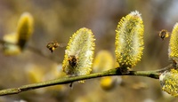 Covid e allergia, il polline nell'aria aumenta il rischio di contagio?