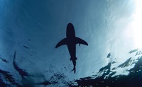 Giornata mondiale degli squali: una specie sempre più a rischio estinzione. L'allarme del WWF