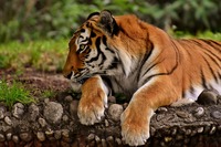 Zoo in crisi: costretti a uccidere animali per sfamarne altri