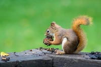 In Colorado uno scoiattolo è stato trovato positivo alla peste bubbonica