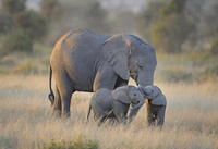 Strage di elefanti in Africa: è un massacro senza precedenti 