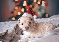 Natale, 10 idee regalo per il proprio animale domestico