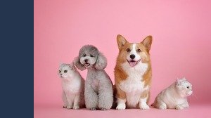 Pesticidi nel collare antipulci, cani e gatti a rischio: ecco il marchio incriminato