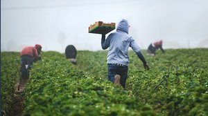 Bonus agricoltura con premio, fino a 100mila euro a fondo perduto