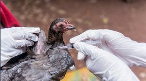 Perché la prossima pandemia sarà causata dall'aviaria