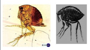Sai cosa sono questi insetti che trovi in spiaggia? Possono pungerti